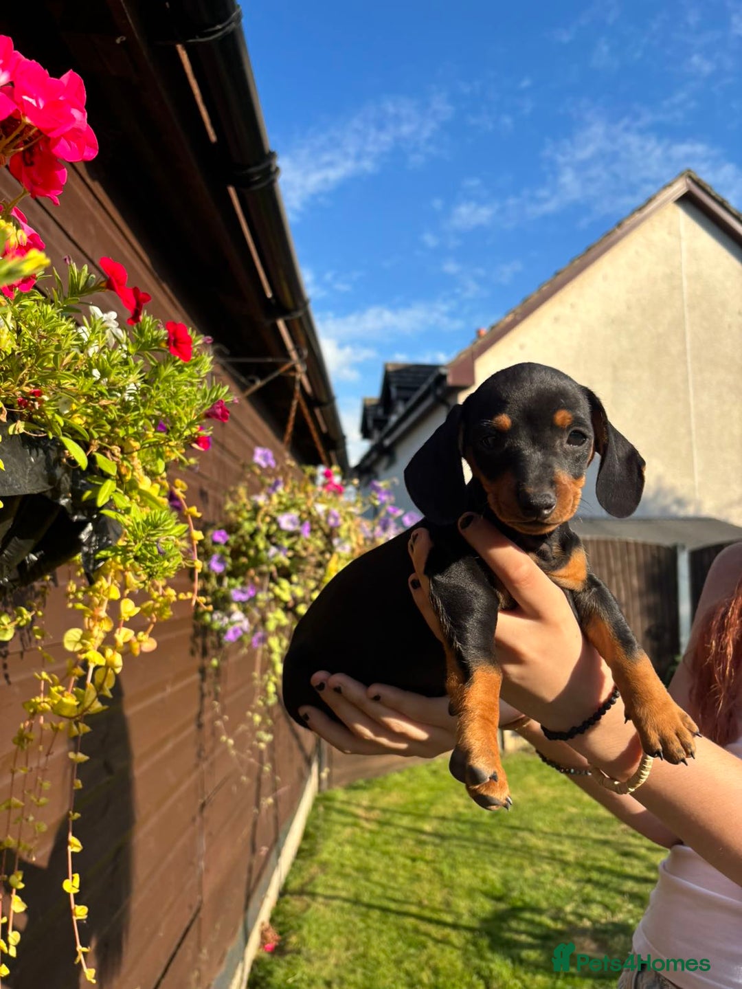 Dachshund dogs for sale: Gorgeous little Dachshund pups - Image 16