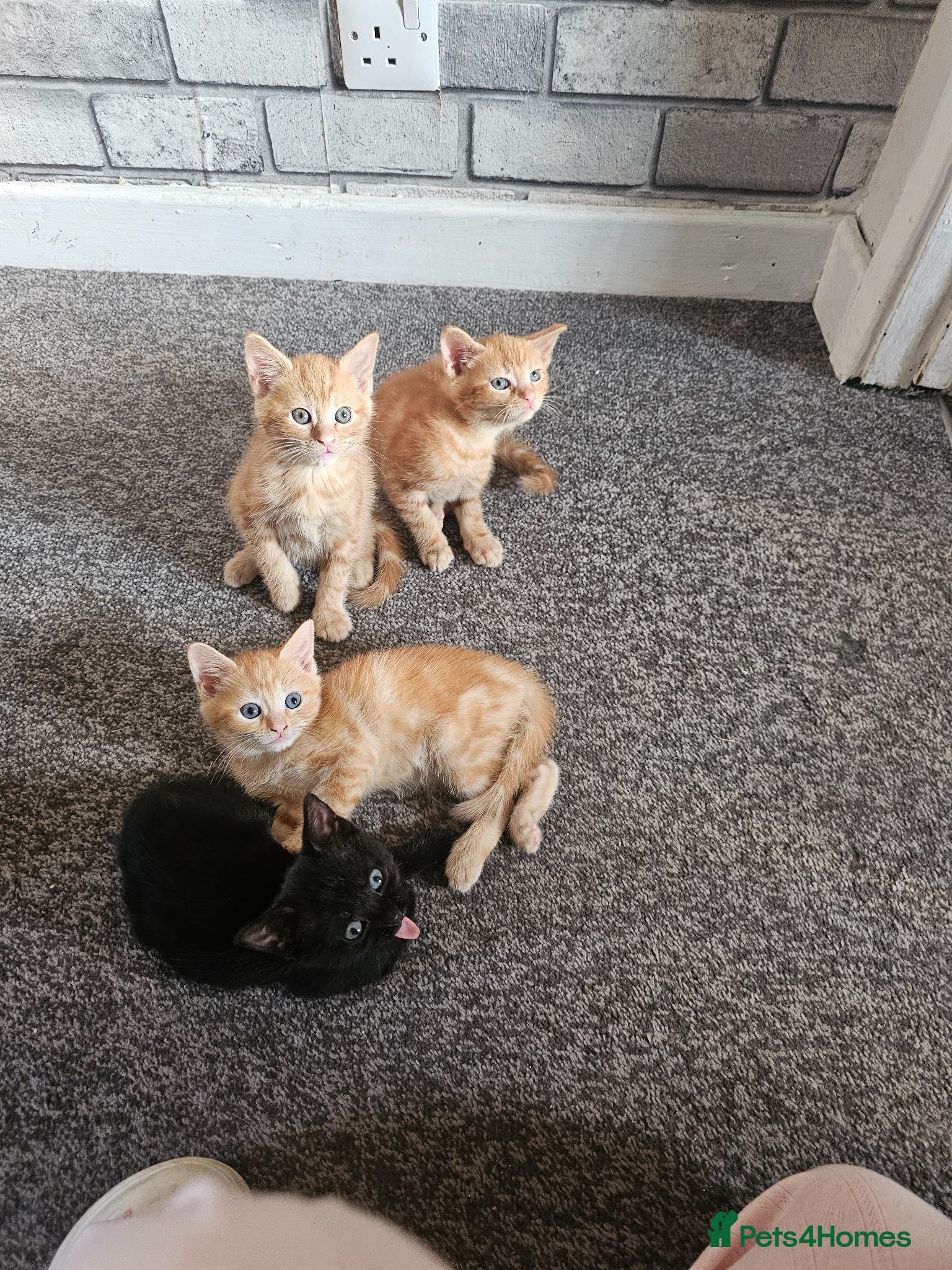 Mixed Breed cats 4 beautiful kittens left ready now !!!  - Advert 1