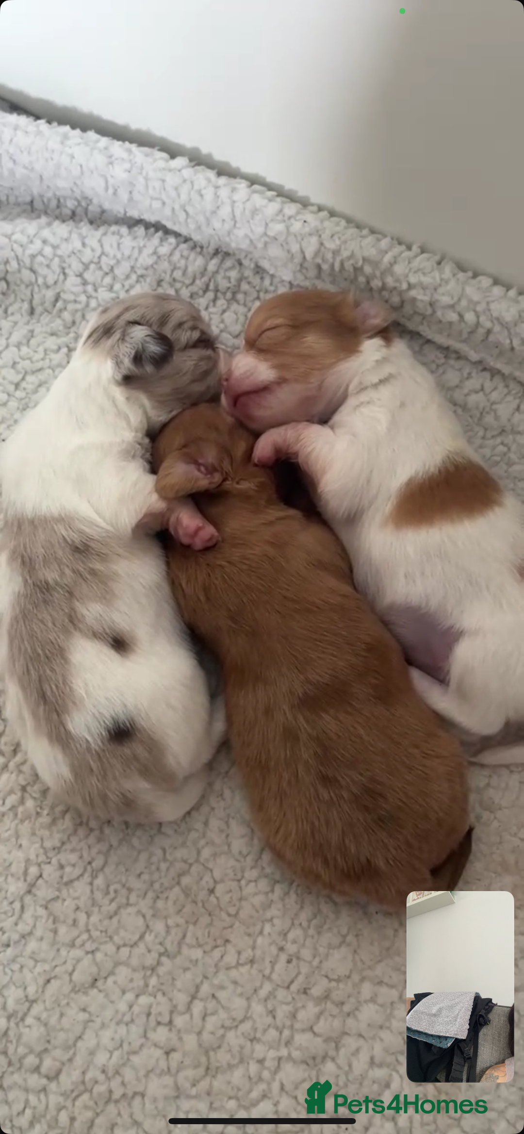 Chihuahua dogs for sale: Chihuahua Merle Puppies  - Image 12
