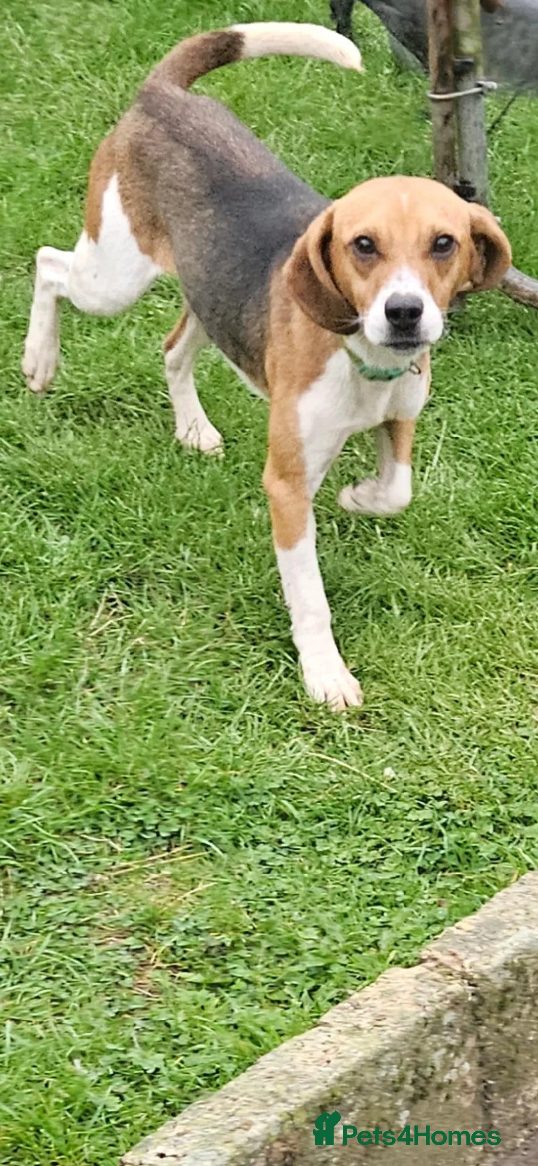 Beagle dogs for sale: Male Beagle. - Advert 3