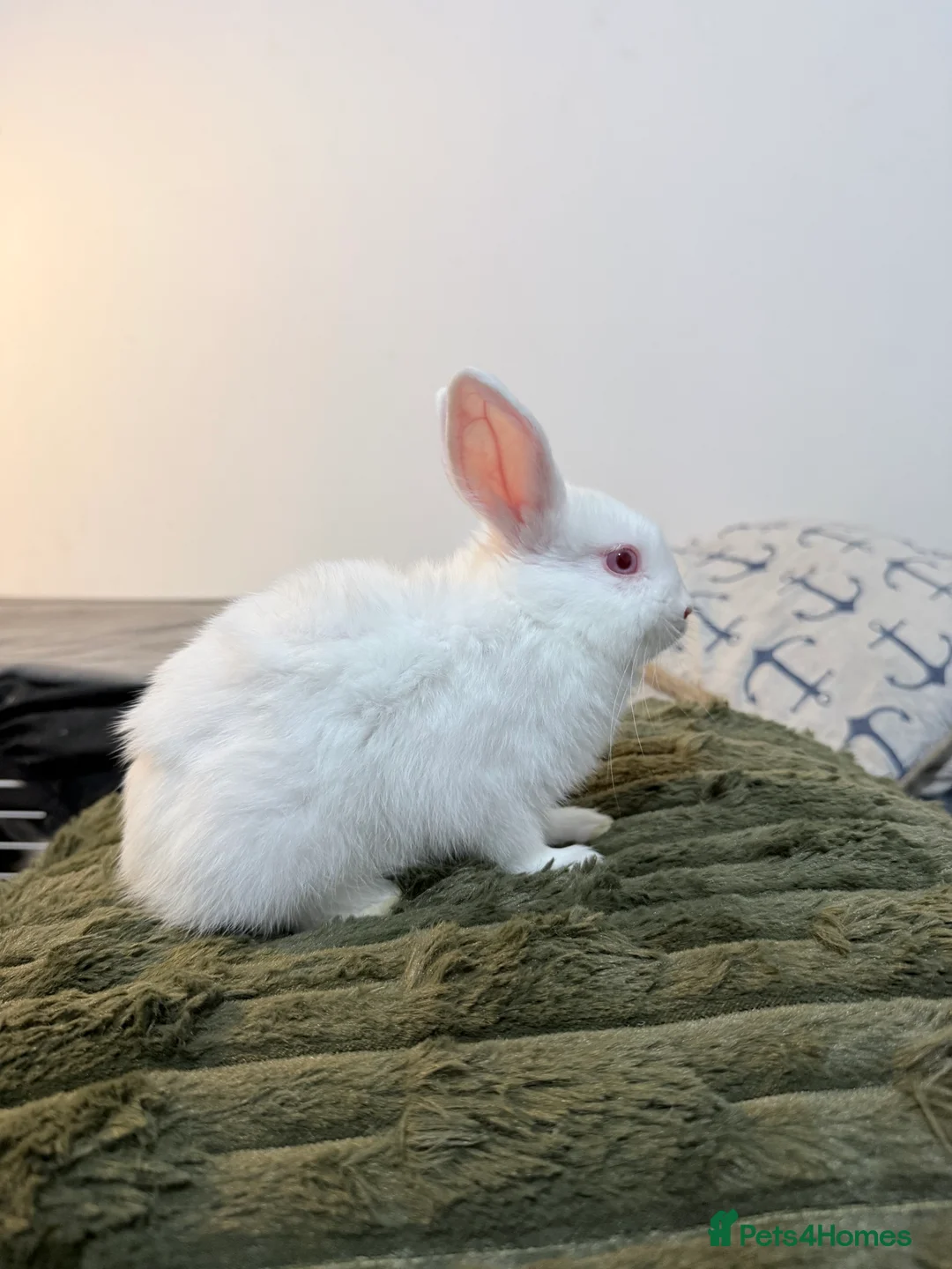 Lionhead rabbits for sale: Cute Lionhead baby bunnies-VERY FRIENDLY - Advert 6