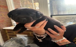 Labrador Retriever dogs for sale: Labrador puppies - Ready Now  - Image 27