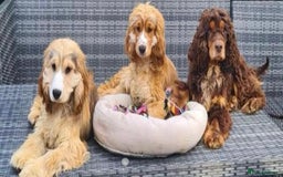 Cocker Spaniel dogs for sale: 100% Kc Show Cockers (Health Tested Clear) - Image 6