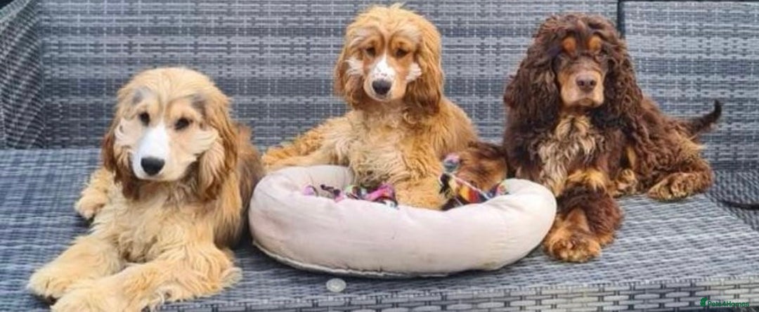 Cocker Spaniel dogs for sale: 100% Kc Show Cockers (Health Tested Clear) - Image 6