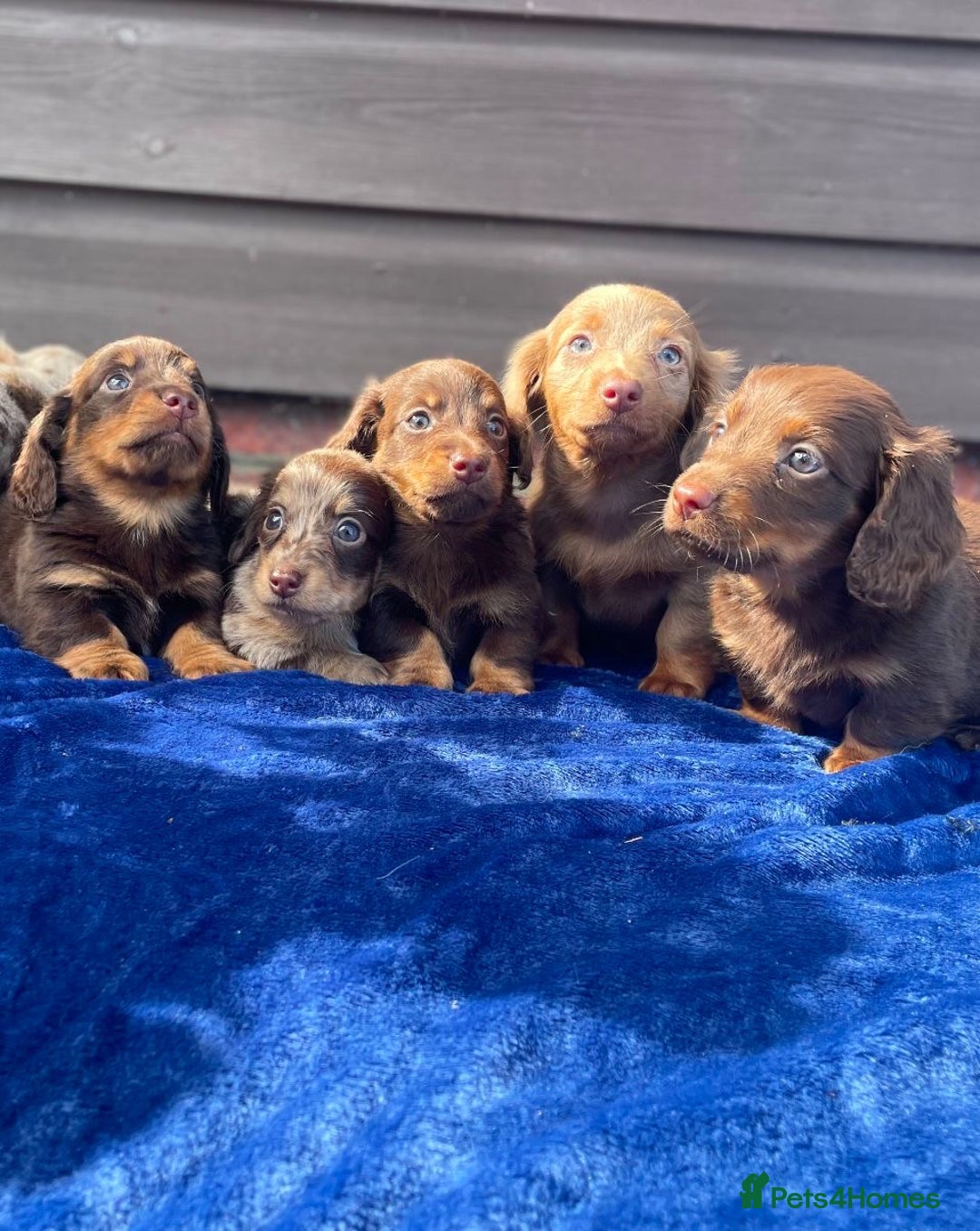Miniature Dachshund dogs for sale: Long haired miniature Dashshund puppies  - Image 21