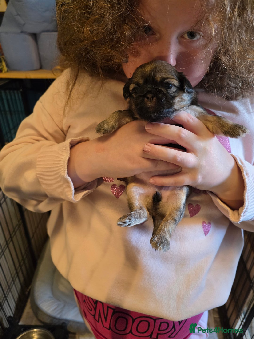 Shih Tzu dogs for sale: Shihtzu puppies - Image 2