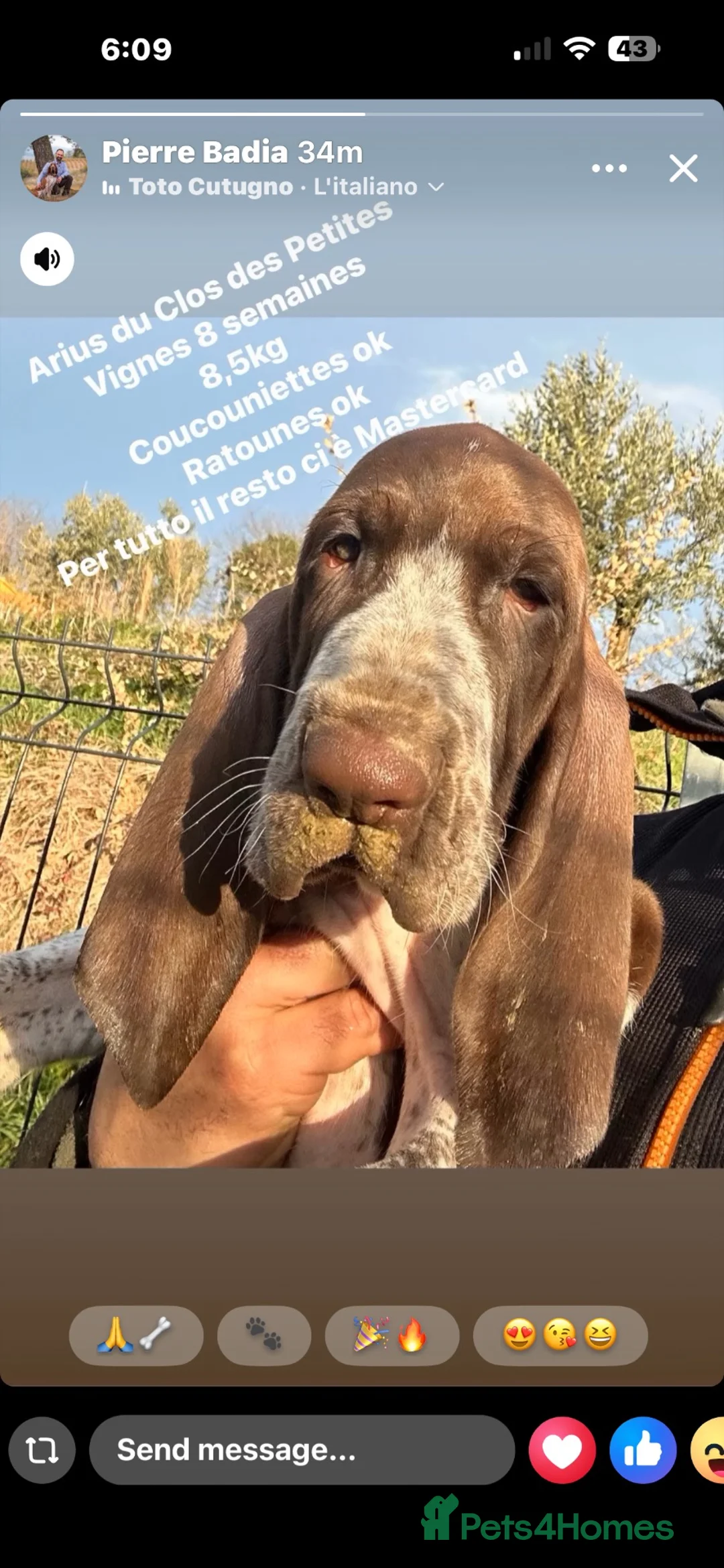 Bracco Italiano dogs for sale: ⭐️⭐️TOP BREEDER 2021,22,23,24,25⭐️⭐️ - Advert 14
