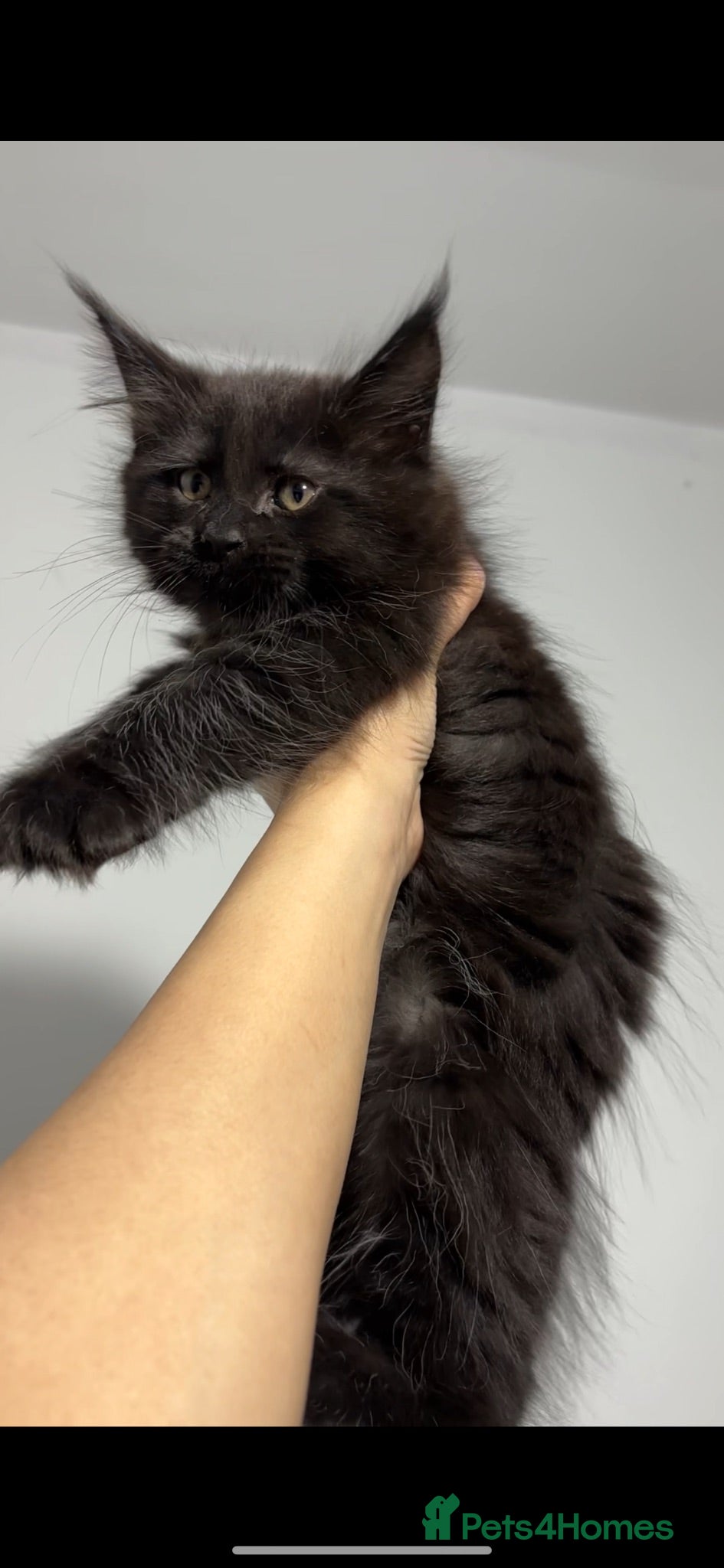 Maine Coon cats XXL RUSSIAN MAINE COON KITTENS - Advert 2