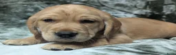 Cockerdor dogs for sale: Stunning Golden Cockerdor puppies  - Advert 17
