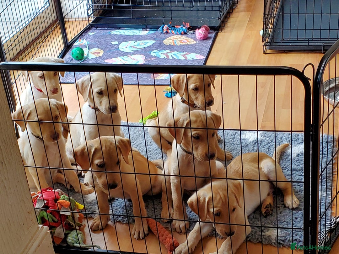 Labrador Retriever dogs for sale: Beautiful labrador puppies available now - Image 8