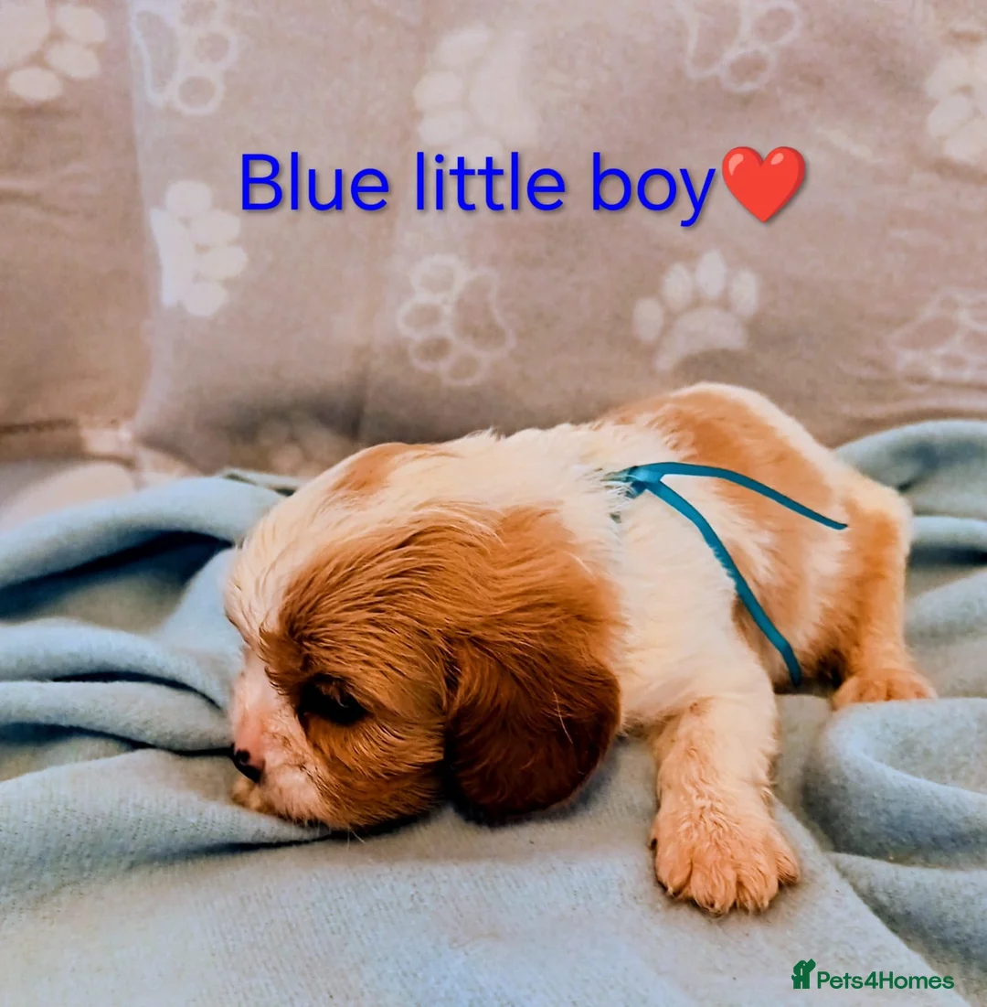 Cavalier King Charles Spaniel dogs for sale: DNA KC CAVALIER KING CHARLES in Newark - Advert 22