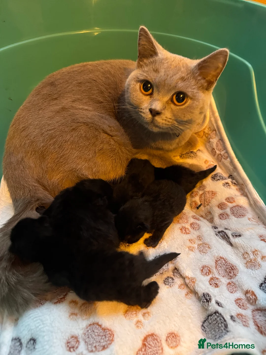 British Shorthair cats for sale: Purebred British Shorthair ONLY 1 LEFT! - Advert 1