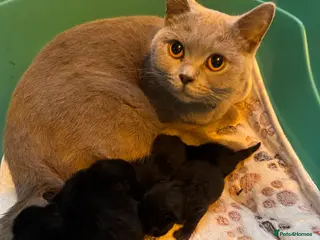 British Shorthair cats Purebred British Shorthair ONLY 1 LEFT! - Advert 1