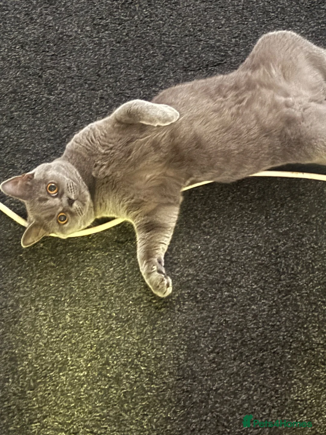 British Shorthair cats for sale: British Short hair  - Advert 1