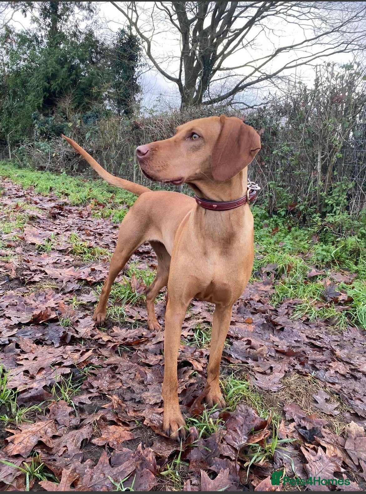Hungarian Vizsla dogs for sale: Championship Bloodline Pedigree Hungarian Vizsla - Advert 12