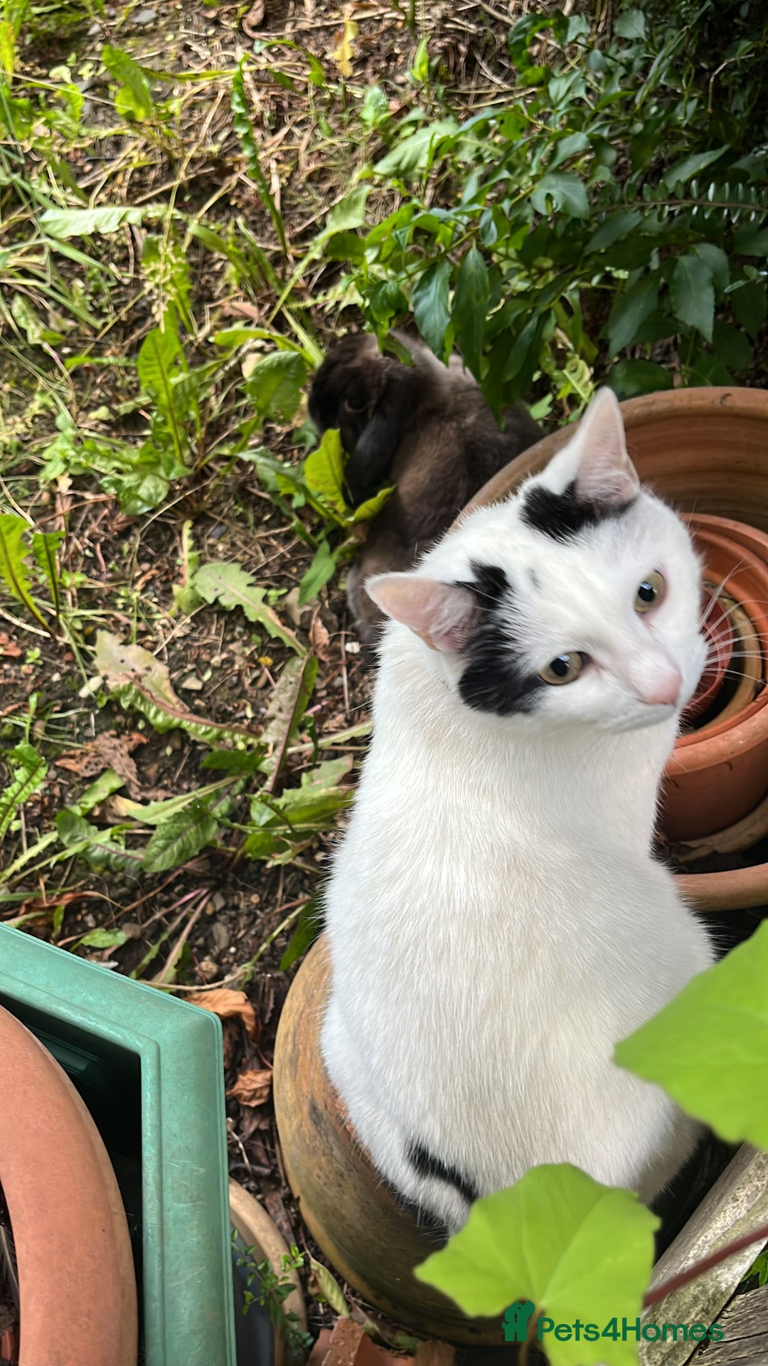 British Shorthair cats for sale: 2 loving beautiful cats  - Image 18