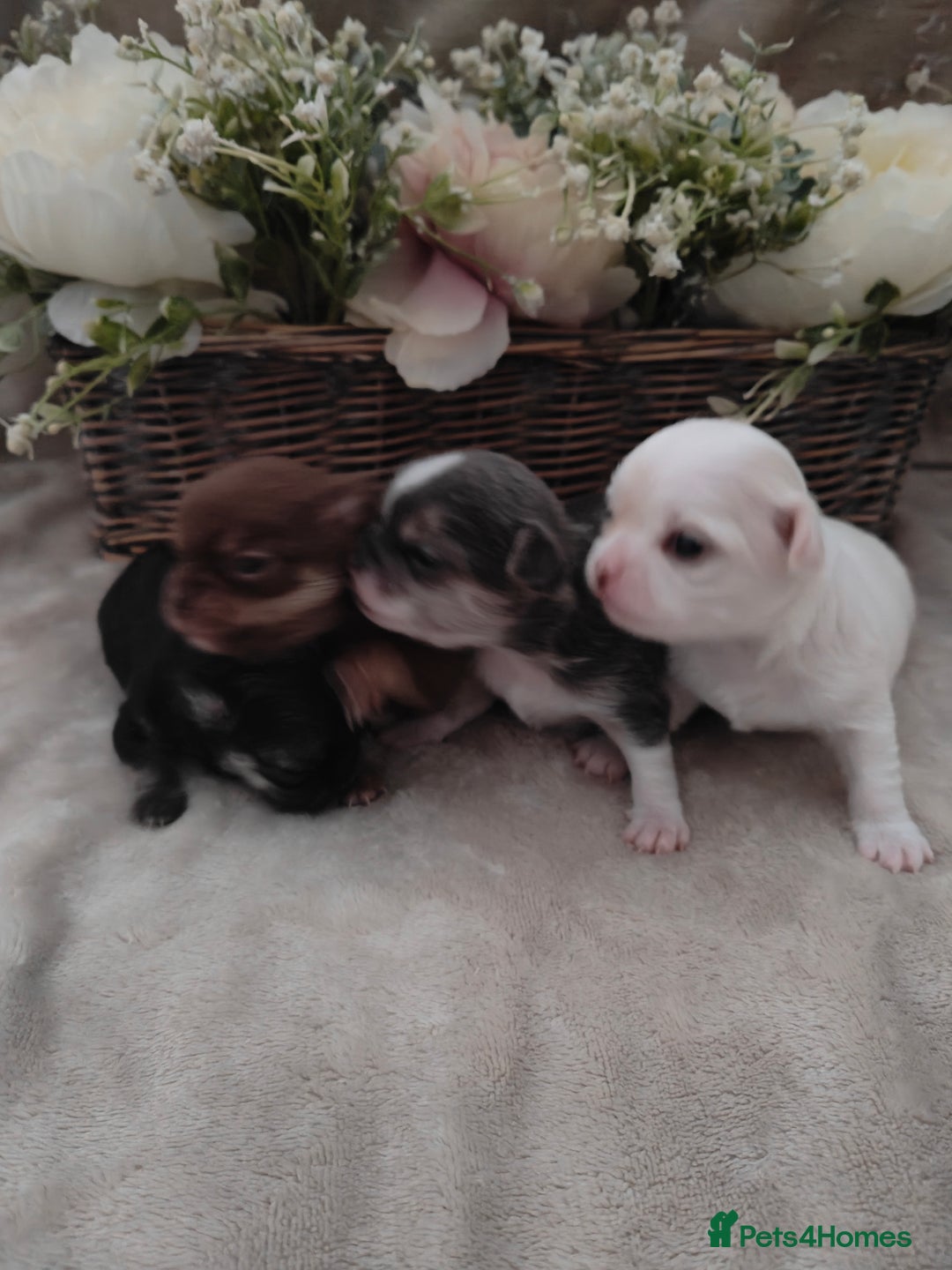 Chihuahua dogs for sale: 🪻 Beautiful Chihuahua Puppies 🪻 - Advert 2