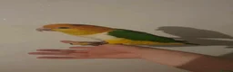 Parakeets birds for sale: Yellow head caqiue in Nottingham - Advert 1