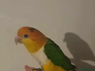 Parakeets birds Yellow head caqiue - Advert 1