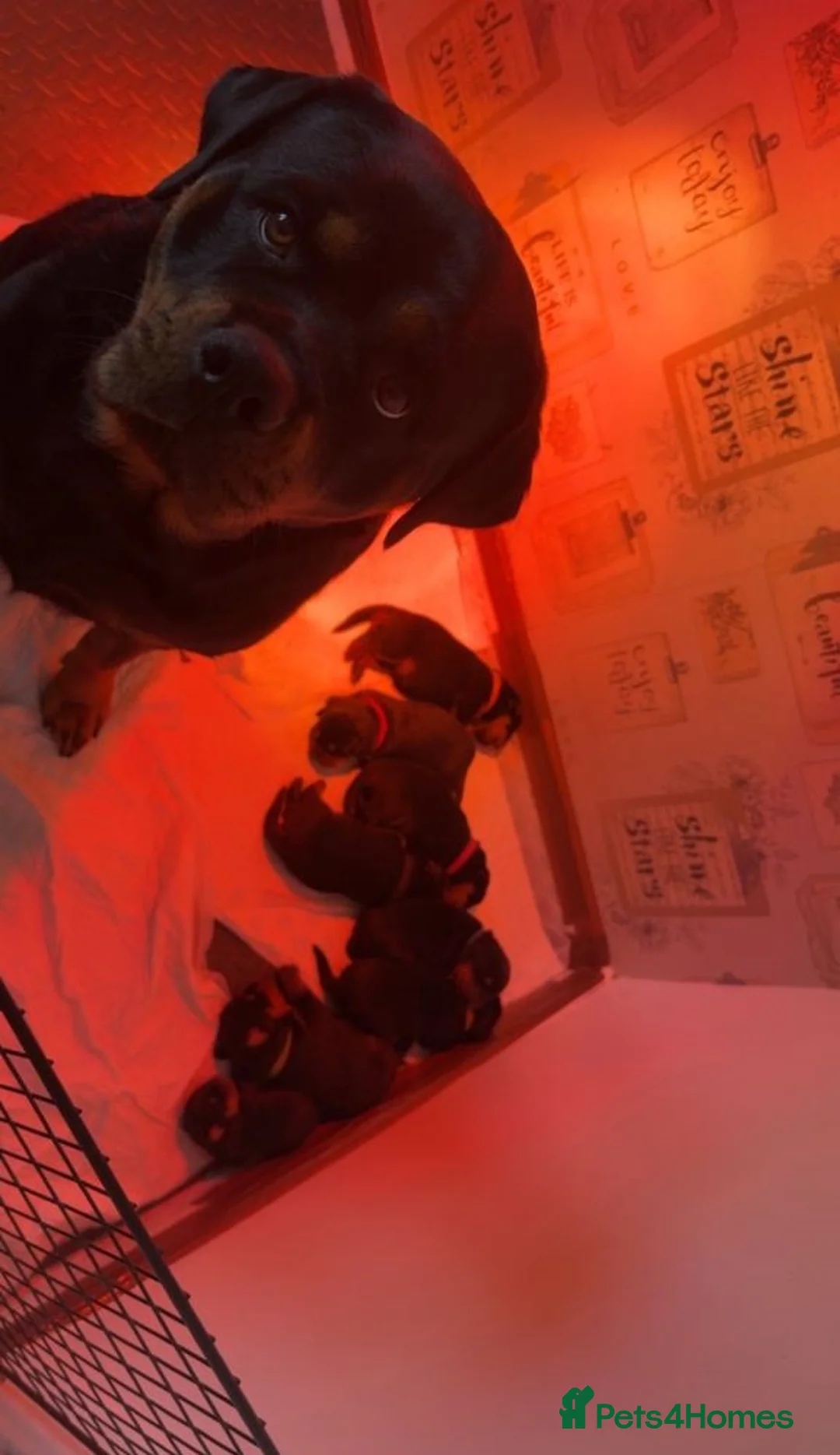 Rottweiler dogs for sale: Lovely well bred big bone pups in Wigston - Advert 11