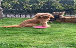 Cavapoo dogs for sale: Meet Tilly - Stunning Red F1 CavaPoo  in Rhyl - Image 14