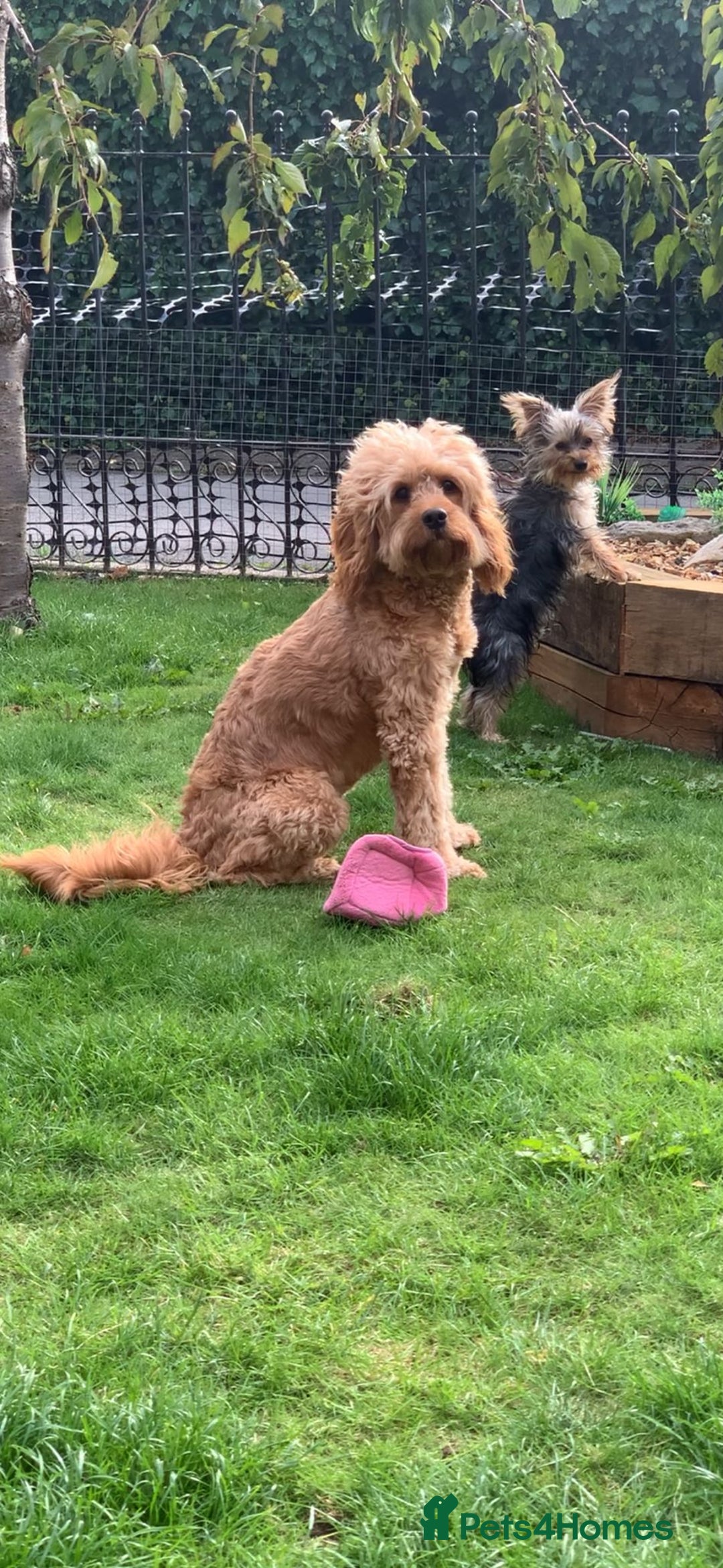 Cavapoo dogs for sale: Meet Tilly - Stunning Red F1 CavaPoo  in Rhyl - Image 14