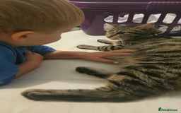 Mixed Breed cats for sale: 5 beautiful mix breeds  - Image 7