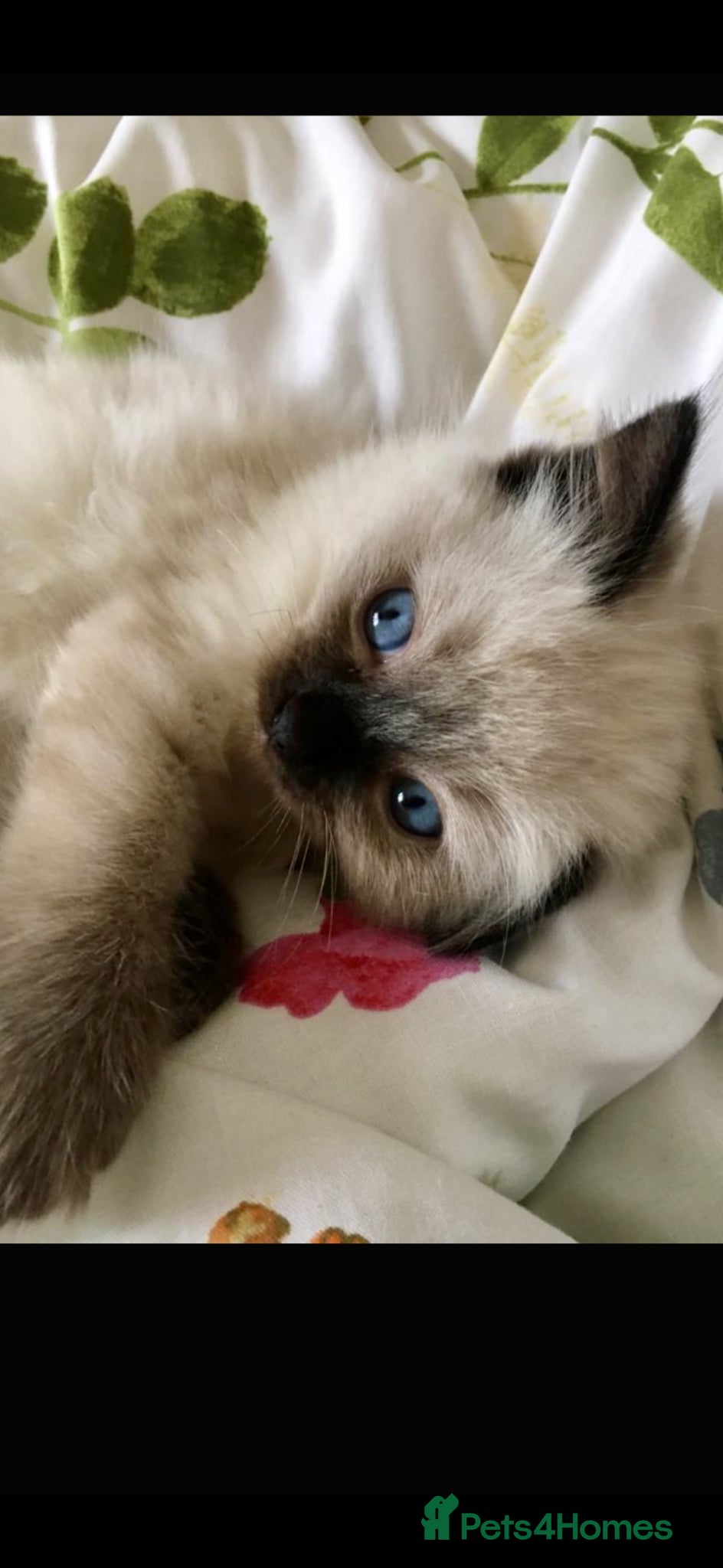 Ragdoll cats 🩷 WAITING LIST NOW OPEN 💜 - Advert 5