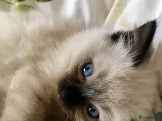 Ragdoll cats 🩷 WAITING LIST NOW OPEN 💜 - Advert 5