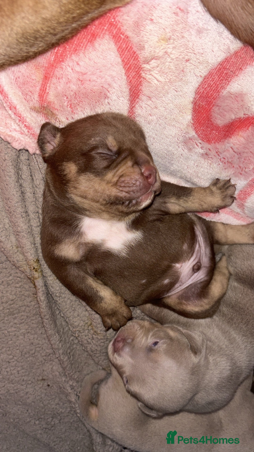American Bully dogs American micro bully’s  - Advert 1