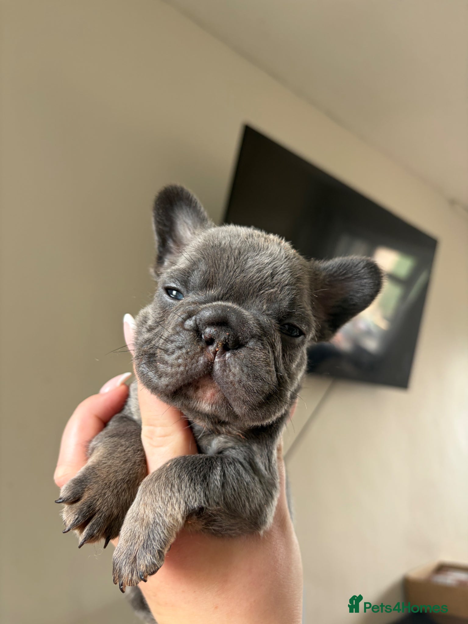 French Bulldog dogs 2 beautiful boys🫶 - Advert 5