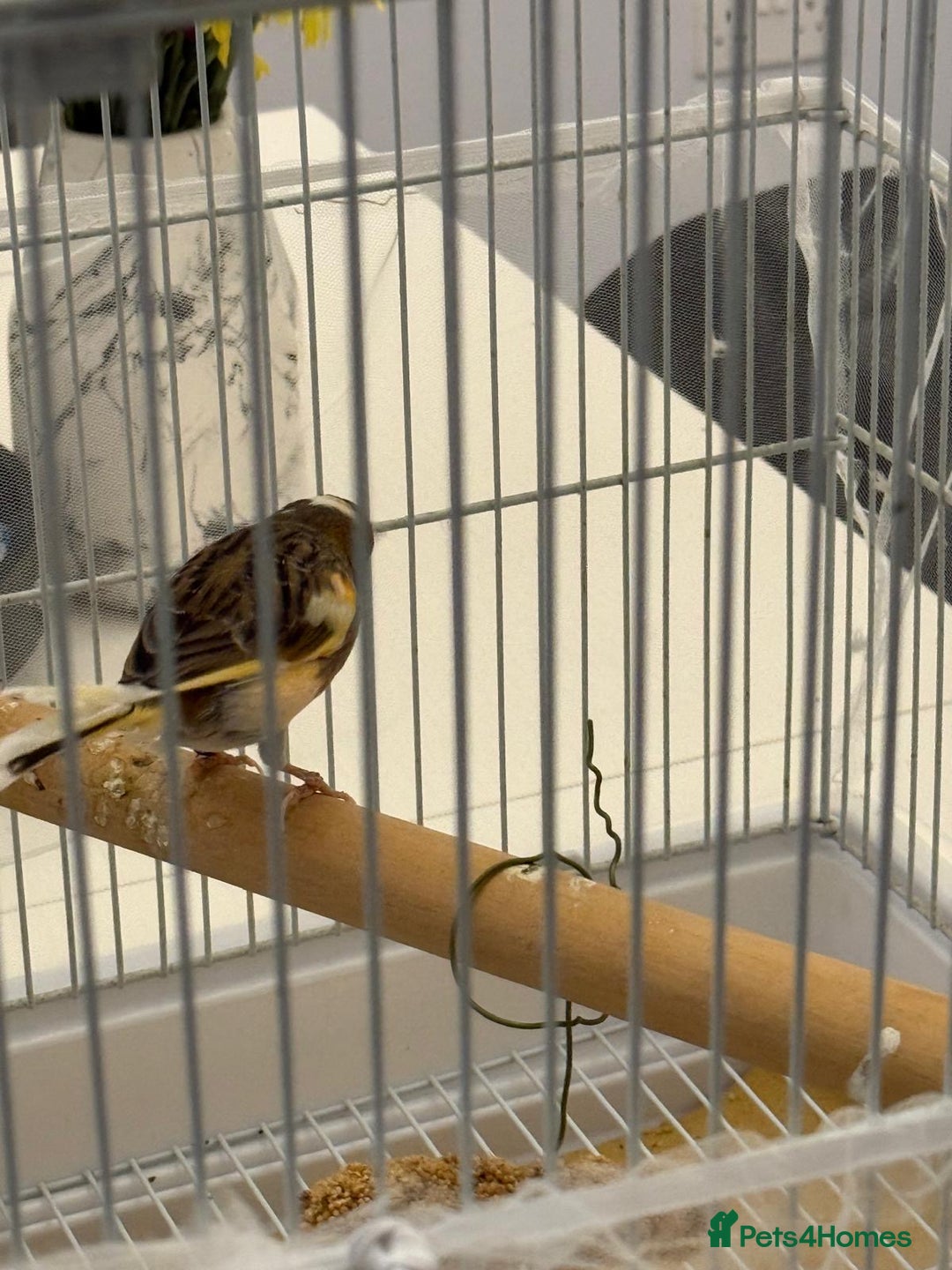 Finches birds for sale: Male Goldfinch for Sale – £100 (includes cage) - Advert 10
