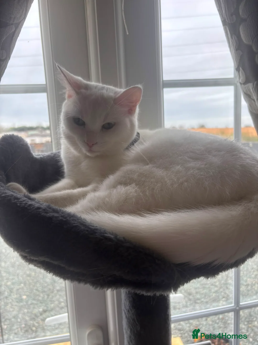 Mixed Breed cats for sale: Kittens  in Kettering - Advert 1
