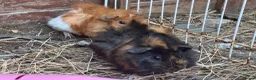 Guinea Pig rodents for sale: Guinea pigs - Advert 3