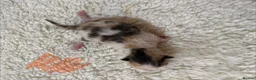 Mixed Breed cats for sale: Gorgeous litter of kittens - Advert 11