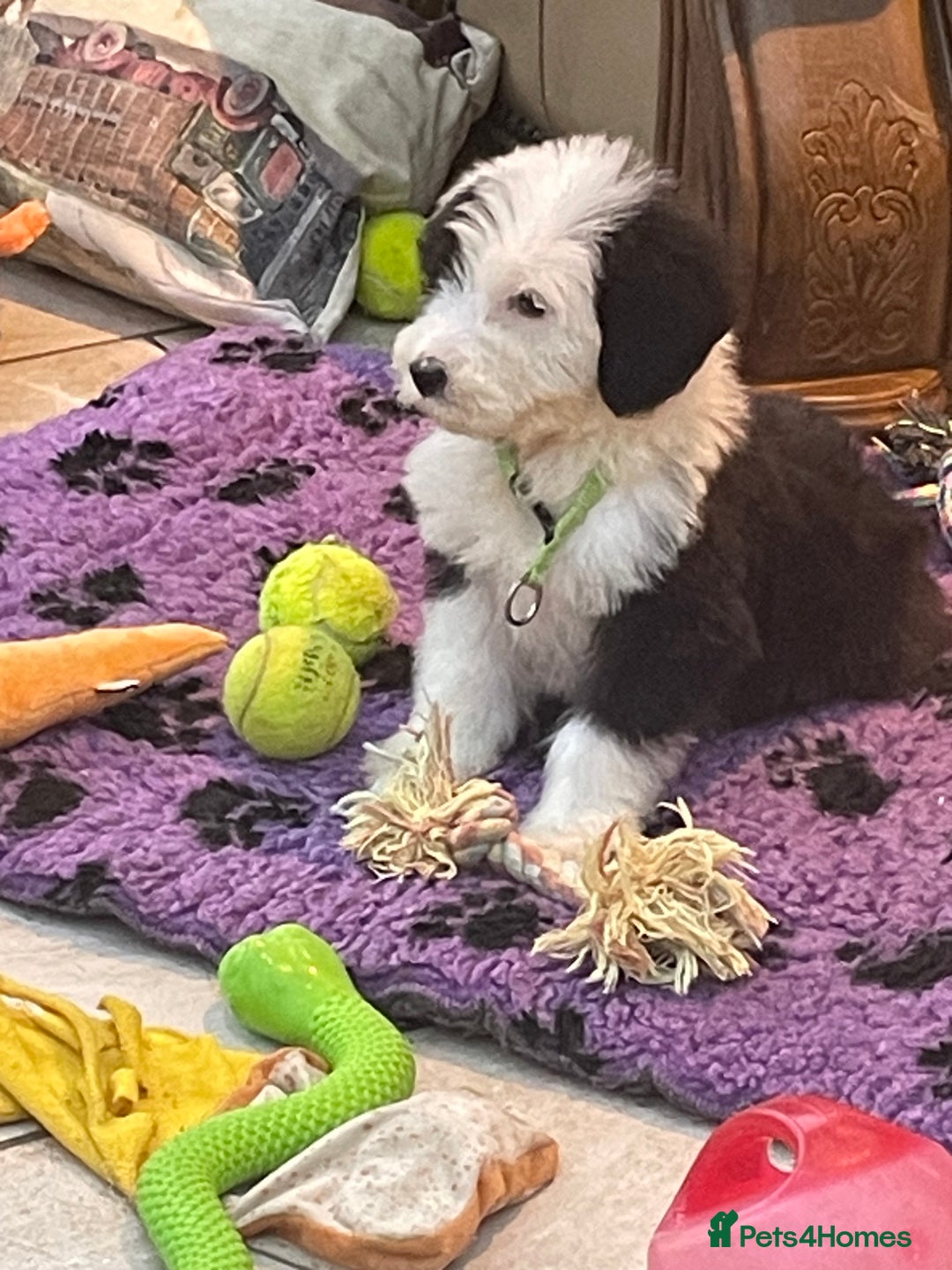 Old English Sheepdog dogs for sale: Old English sheep dog pups - Advert 9