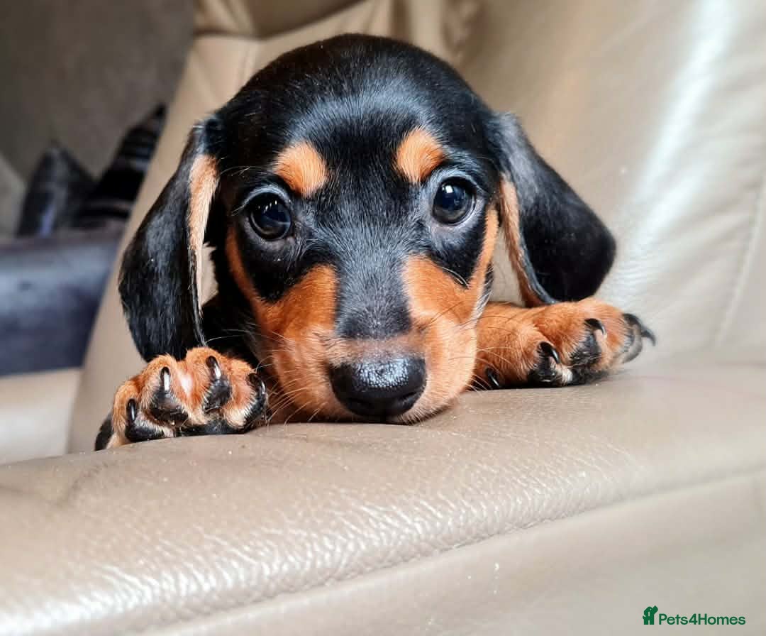 Miniature Dachshund dogs ❤️Beautiful adorable daschunds babys❤️ - Advert 18