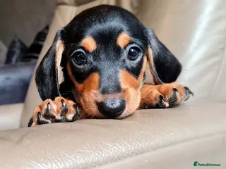 Miniature Dachshund dogs ❤️Beautiful adorable daschunds babys❤️ - Advert 18