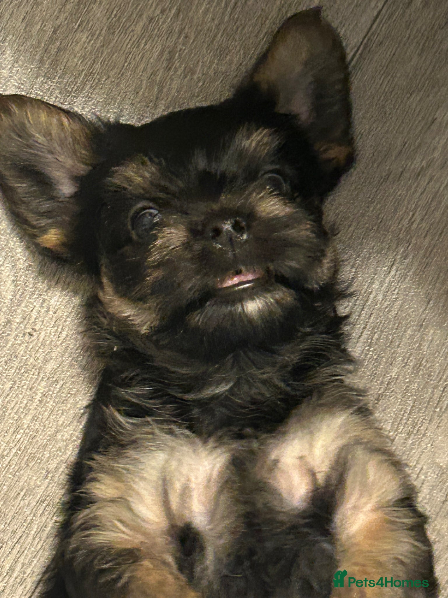 Yorkshire Terrier dogs Yorkshire terriers puppies  - Advert 7