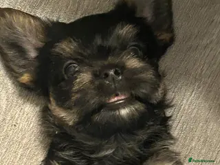 Yorkshire Terrier dogs Yorkshire terriers puppies - Advert 12