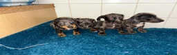 Dachshund dogs for sale: Miniature dachshund - Advert 18