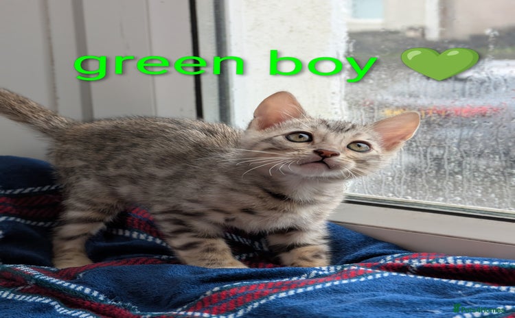 Bengal cats - Advert 12