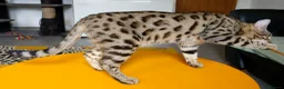 Bengal cats for sale: Gorgeous Brown Rosetted Boy  - Advert 10