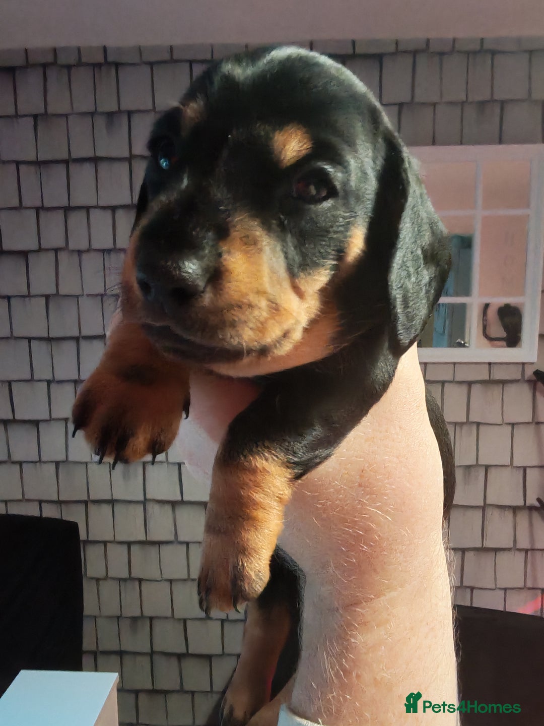 Dachshund dogs for sale: Puppy's - Image 9