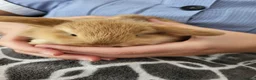 Mini Lop rabbits for sale: Mini Lop Bunnies ready for reserve - Advert 9