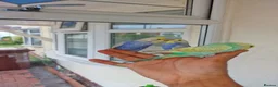 Budgerigars birds for sale: Super hand tamed baby budgies for sale  - Advert 11