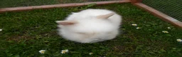 Lionhead rabbits for sale: BEAUTIFUL BABY DOUBLE MANE LIONHEAD RABBIT MALE in Southampton - Advert 4