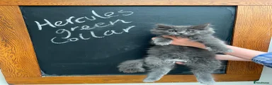 Maine Coon Kitten 1