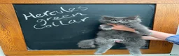Maine Coon cats for sale: Outstanding Maine Coon Kittens - Advert 7