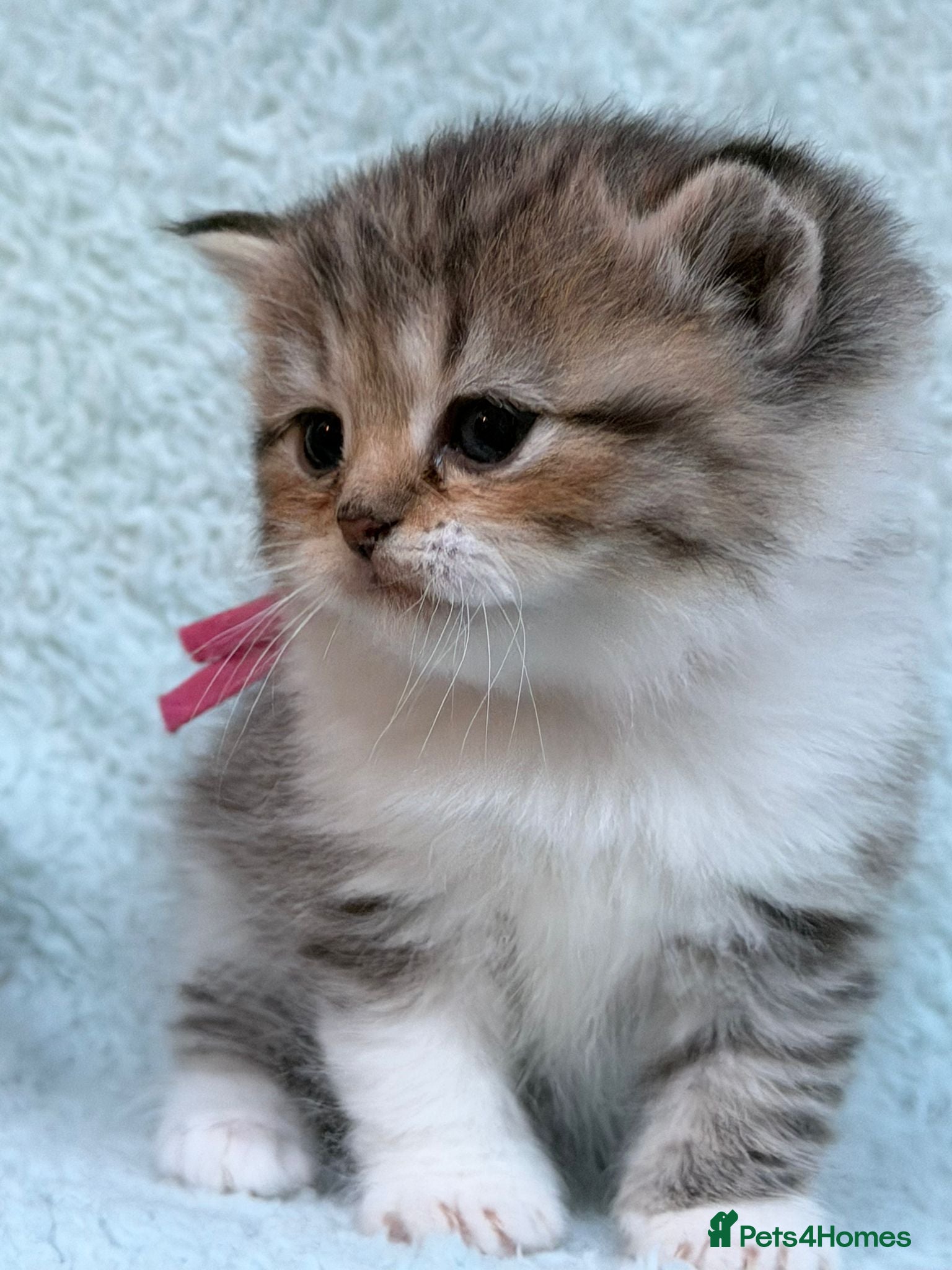 British Longhair cats BLH Adorable unique kittens TICA - Advert 4